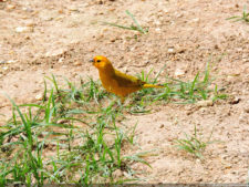 Galería 1a Ronda Abierto Lagunita Country Club 2017