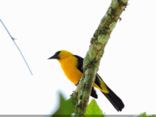 Galería 1a Ronda Abierto Lagunita Country Club 2017