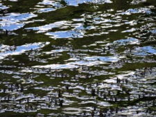 Galería 1a Ronda Abierto Lagunita Country Club 2017