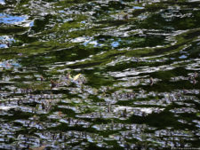 Galería 1a Ronda Abierto Lagunita Country Club 2017