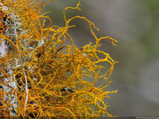 Galería 1a Ronda Abierto Lagunita Country Club 2017