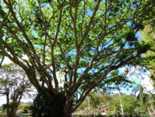 Galería 1a Ronda Abierto Lagunita Country Club 2017