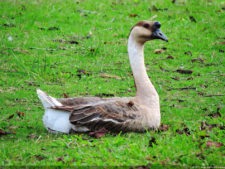 Galería 1a Ronda Abierto Lagunita Country Club 2017