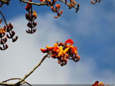 Galería 1a Ronda Abierto Lagunita Country Club 2017