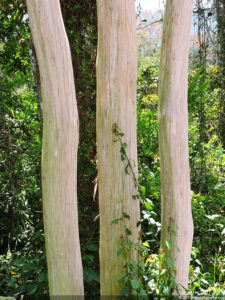 Galería 1a Ronda Abierto Lagunita Country Club 2017