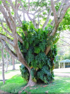 Galería 1a Ronda Abierto Lagunita Country Club 2017