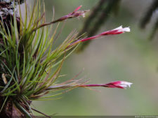 Galería 2a Ronda Abierto Lagunita Country Club 2017