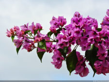 Galería 2a Ronda Abierto Lagunita Country Club 2017