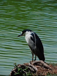 Galería Club Colombia Championship
