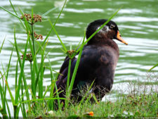 Galería Club Colombia Championship