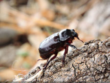 Galería Club Colombia Championship