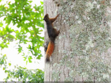 Galería ronda final Abierto Lagunita Country Club 2017