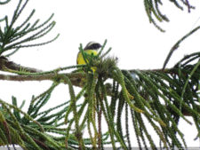 Galería ronda final Abierto Lagunita Country Club 2017