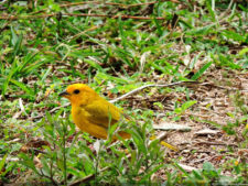 Galería ronda final Abierto Lagunita Country Club 2017