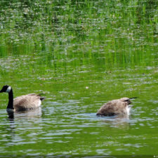 Galería de selección de fotos de 1ra ronda del 117º US Open en Erin Hills cortesía de la Revista Fairway