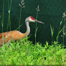 Galería de selección de fotos de 1ra ronda del 117º US Open en Erin Hills cortesía de la Revista Fairway