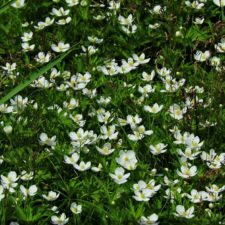 Galería de selección de fotos de 1ra ronda del 117º US Open en Erin Hills cortesía de la Revista Fairway