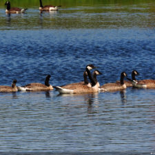 Galería de selección de fotos de 1ra ronda del 117º US Open en Erin Hills cortesía de la Revista Fairway