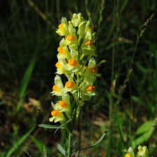 Galería de selección de fotos de 2da ronda del 117º US Open en Erin Hills cortesía de la Revista Fairway