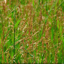 Galería de selección de fotos de 2da ronda del 117º US Open en Erin Hills cortesía de la Revista Fairway