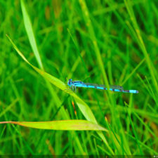 Galería de selección de fotos de 2da ronda del 117º US Open en Erin Hills cortesía de la Revista Fairway