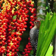 XIV Abierto Sambil, galería de fotos domingo 27