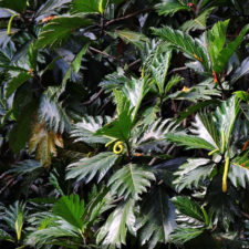 XIV Abierto Sambil, galería jueves