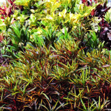 XIV Abierto Sambil, galería jueves