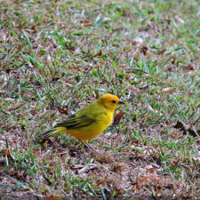 XIV Abierto Sambil, galería jueves