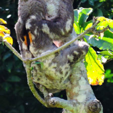 XIV Abierto Sambil, galería sábado