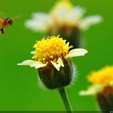 La naturaleza distintiva de Izcaragua es su vegetación