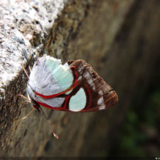 La naturaleza distintiva de Izcaragua es su vegetación