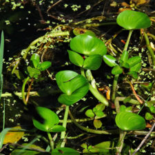 La naturaleza distintiva de Izcaragua es su vegetación