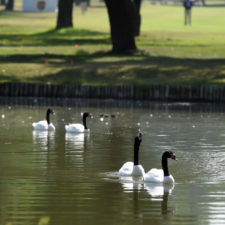 Galería de fotos, Latin America Amateur Championship 2018 día domingo (cortesía Enrique Berardi / LAAC)