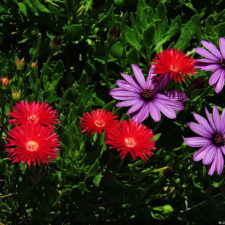 Galería de fotos, Latin America Amateur Championship 2018 día domingo