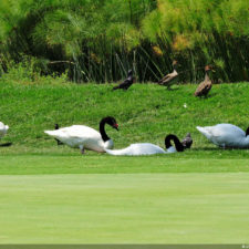 Galería de fotos, Latin America Amateur Championship 2018 día domingo
