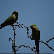 Galería de fotos, Latin America Amateur Championship 2018 día domingo