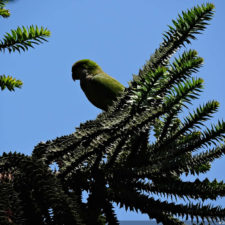 Galería de fotos, Latin America Amateur Championship 2018 día domingo