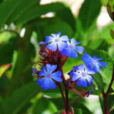Galería de fotos, Latin America Amateur Championship 2018 día domingo