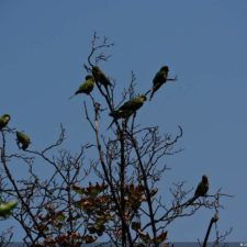 Galería de fotos, Latin America Amateur Championship 2018 día domingo