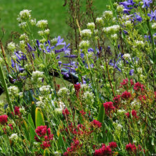 Galería de fotos, ronda final Latin America Amateur Championship 2018