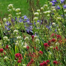 Prince of Wales Country Club, la escena del Campeón del LAAC