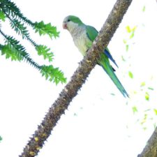 Prince of Wales Country Club, la escena del Campeón del LAAC