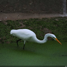 Galería de fotos Torneo FVG-VAGC, día domingo