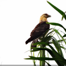 Galería de fotos Torneo FVG-VAGC, día domingo