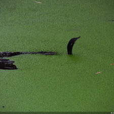Galería de fotos Torneo FVG-VAGC, día domingo