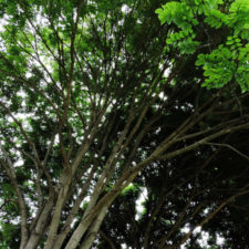 Galería de fotos Torneo FVG-VAGC, día sábado