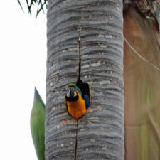 Galería, Valle Arriba Golf Club la terraza del Ávila