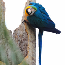 Galería, Valle Arriba Golf Club la terraza del Ávila