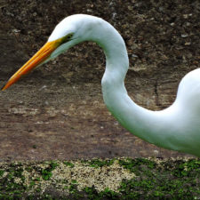Galería, Valle Arriba Golf Club la terraza del Ávila